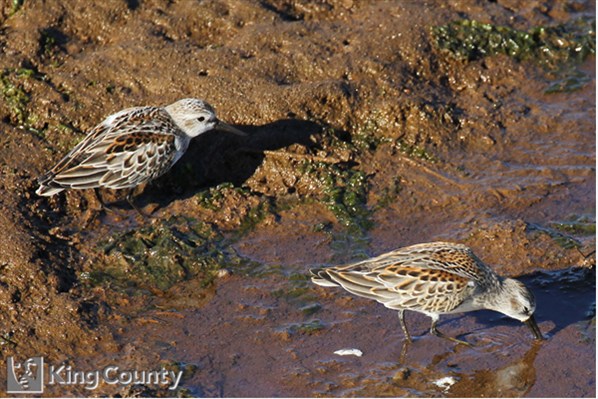 Photo of Calidris mauri